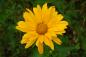 Preview: Heliopsis helianthoides var. scabra 'Mars' | Sonnenauge
