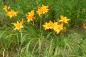 Preview: Hemerocallis 'Burning Daylight' | Taglilie