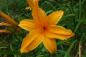 Preview: Hemerocallis 'Burning Daylight' | Taglilie