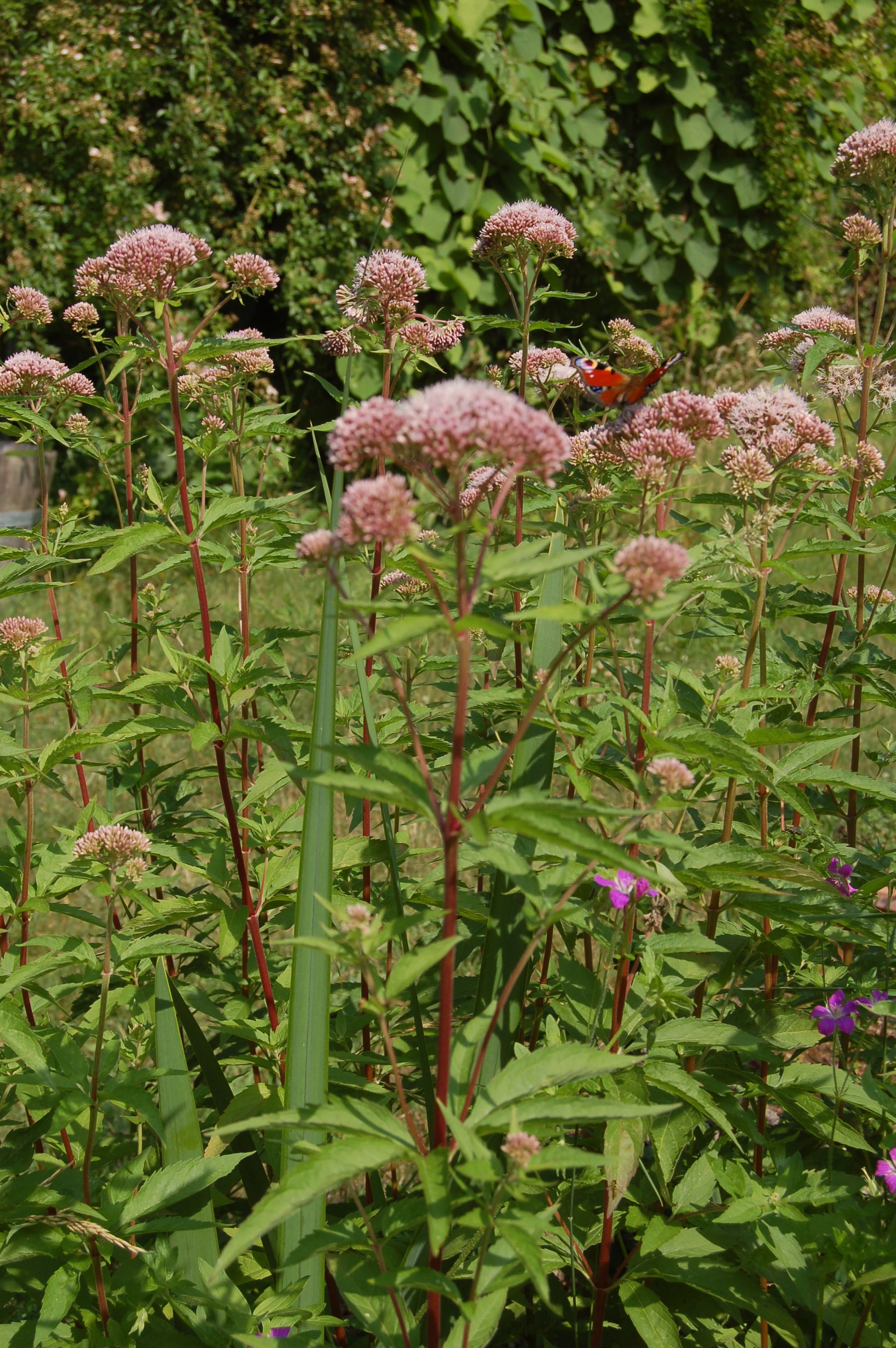 WASSERPFLANZEN WOLFF – 4er-Set Eupatorium Cannabinum (Wasserdost) – Winterharte Wildstaude, Rosa Blüten, Bienenfreundlich, Heimisch, Für Teichrand & Feuchtbeet WASSERPFLANZEN WOLFF – 4er-Set Eupatorium Cannabinum (Wasserdost) – Winterharte Wildstaude, Rosa Blüten, Bienenfreundlich, Heimisch, Für Teichrand & Feuchtbeet