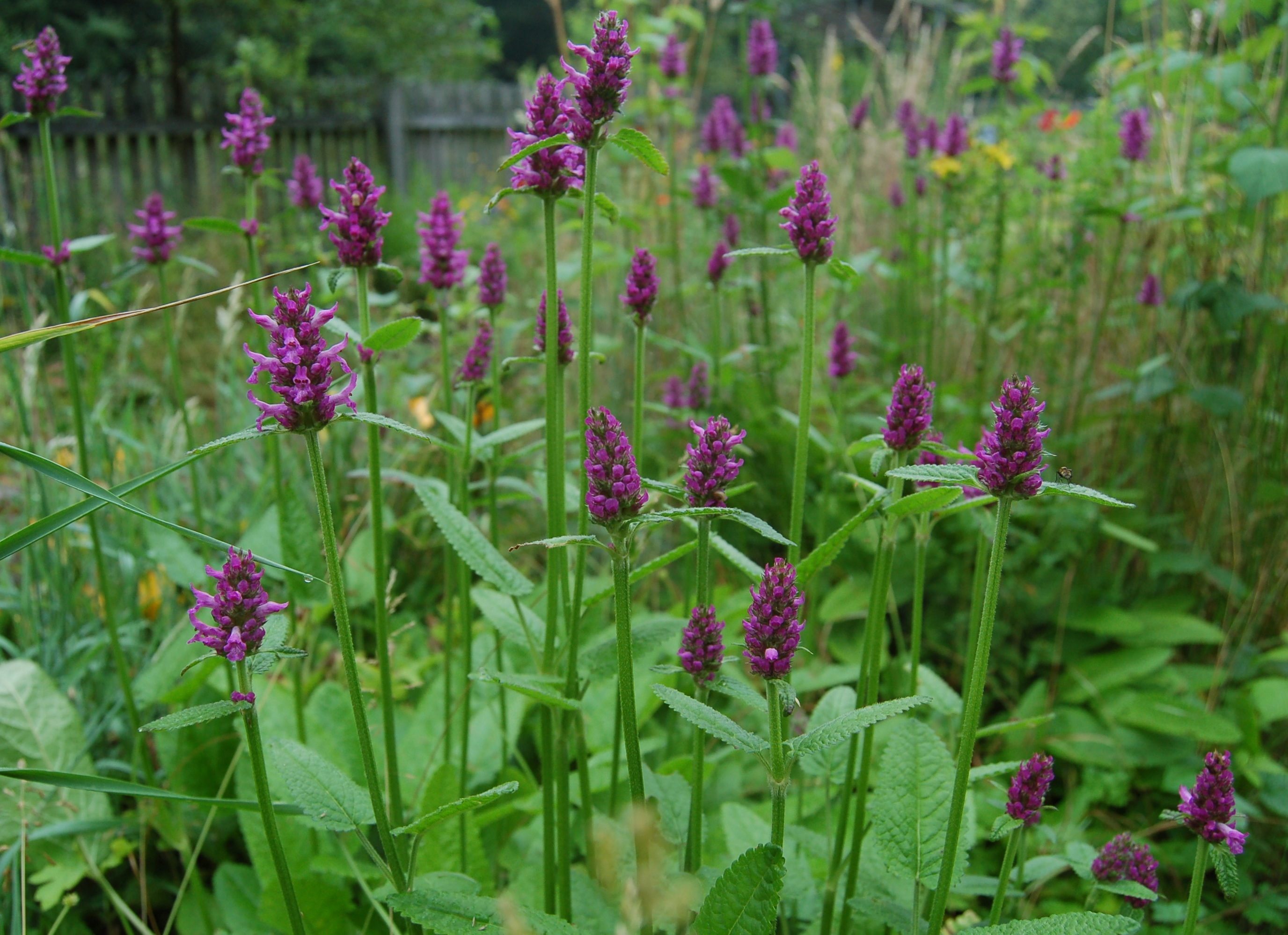 Blumixx Staude Stachys Monnieri ‘Hummelo’ – Zottiger Ziest, Tiefrosa Blühend, Im 0,5 Liter Topf
