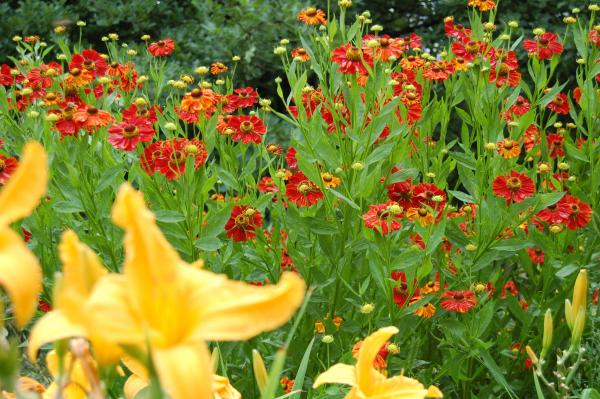 Helenium 'Baudirektor Linne' | Sonnenbraut