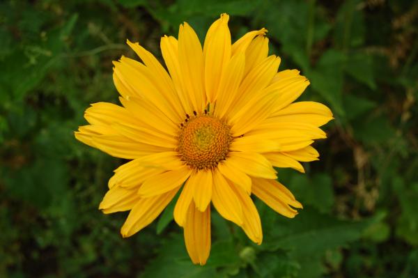 Heliopsis helianthoides var. scabra 'Mars' | Sonnenauge
