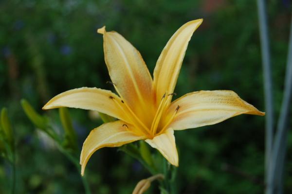 Hemerocallis 'Autumn Minaret' | Taglilie