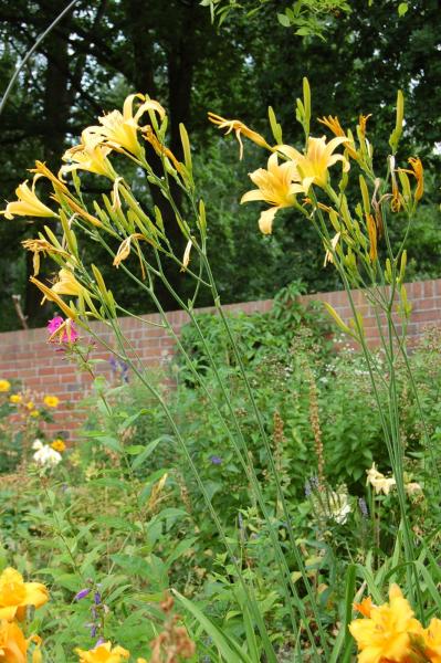 Hemerocallis 'Autumn Minaret' | Taglilie