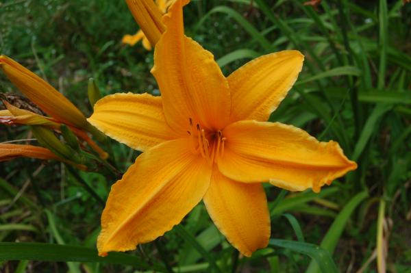 Hemerocallis 'Burning Daylight' | Taglilie