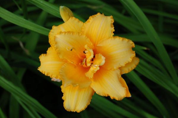 Hemerocallis 'Condilla' | Taglilie