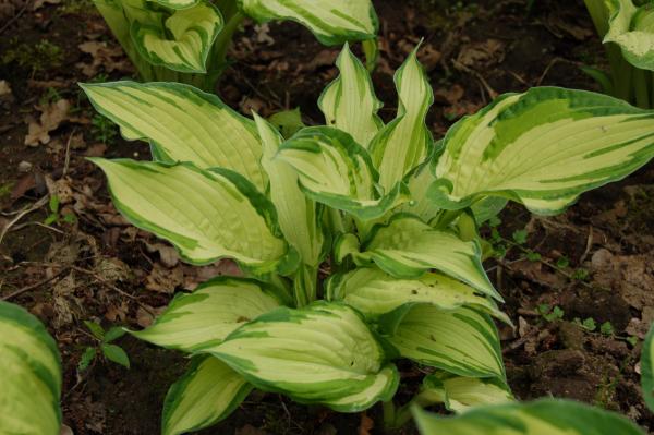 Hosta 'Fortunei Albopicta' | Grünrand-Funkie