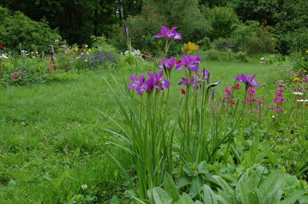 Iris sibirica 'Sparkling Rose' | Wiesen-Iris
